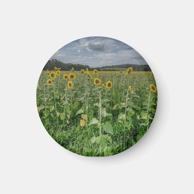 Aimant "Champ de Tournesols" (Devant)