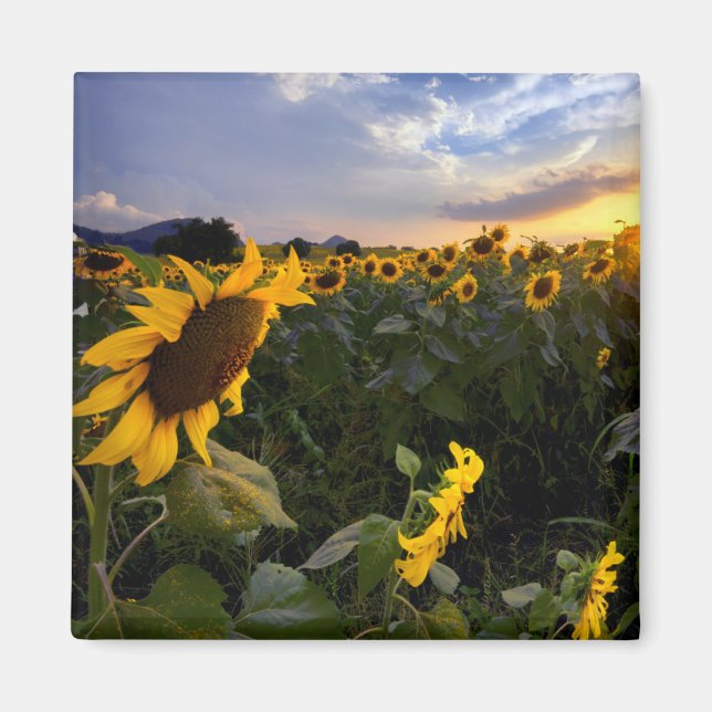 Aimant Champ de tournesols en fleurs (Devant)
