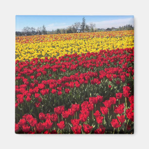 Aimant Champ de tulipe rouge et jaune