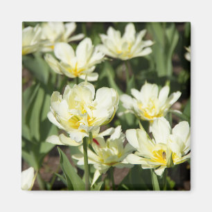 Aimant Champ de tulipes blanches Photo
