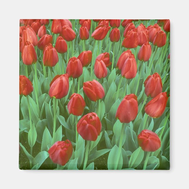 Aimant Champ de tulipes en fleurs au printemps. (Devant)