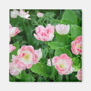 Aimant Champ de tulipes roses