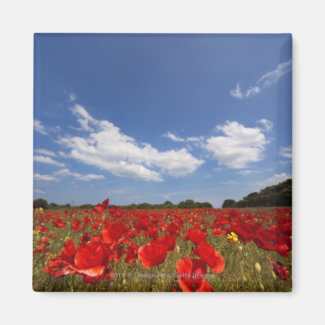 Aimant Champ plein de fleurs rouges (Devant)