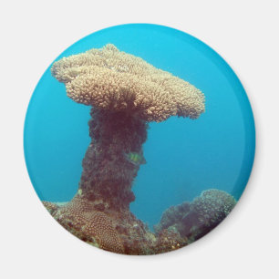 Aimant Champignon de corail