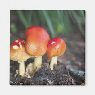 Aimant champignon de la famille Amanita