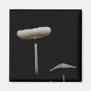 Aimant Champignons