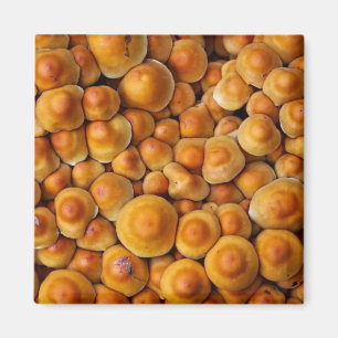 Aimant Champignons