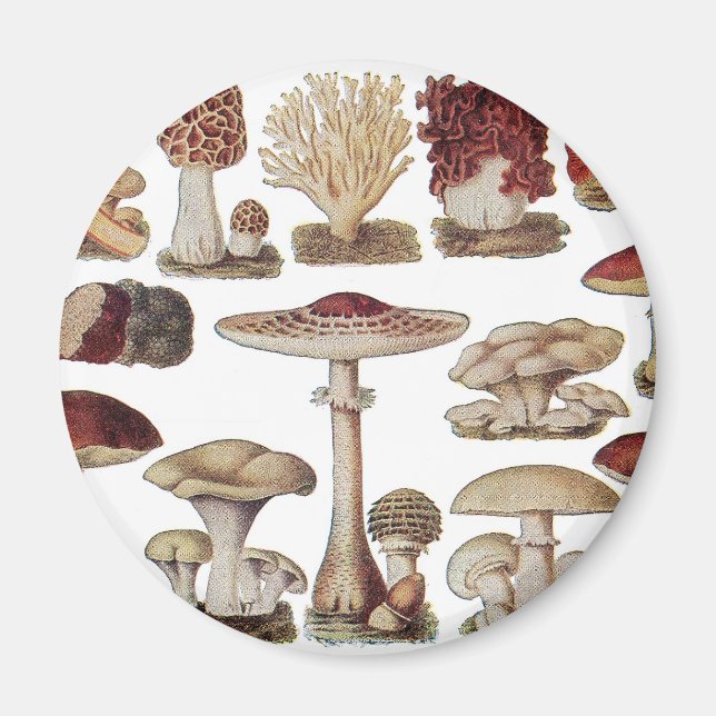Aimant Champignons botaniques vintages (Devant)