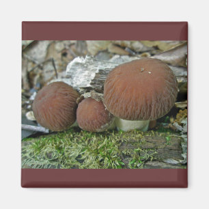 Aimant Champignons des bois Coordonner les éléments