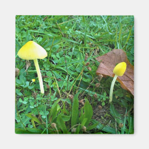 Aimant Champignons jaunes minuscules