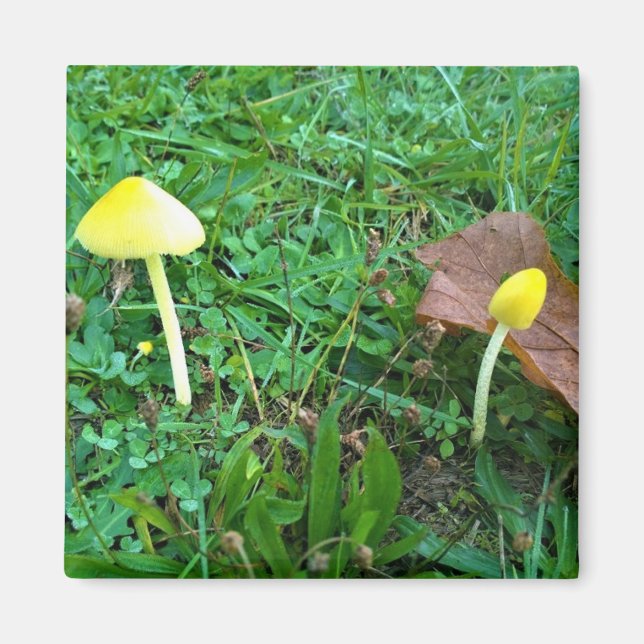 Aimant Champignons jaunes minuscules (Devant)