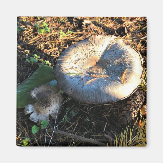 Aimant Champignons, Oregon (Devant)