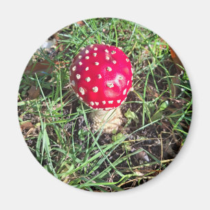 Aimant Champignons rouges