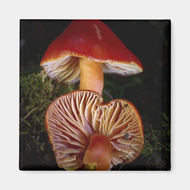 Aimant Champignons Scarlet Waxcap (Devant)