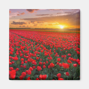 Aimant Champs de tulipe au coucher du soleil dans