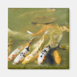 Aimant Changhaï, Chine