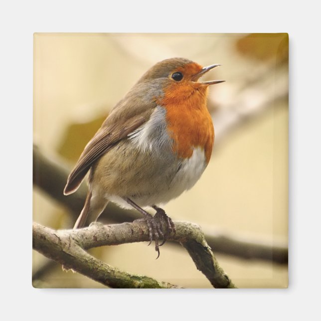Aimant Chanter Robin (Devant)