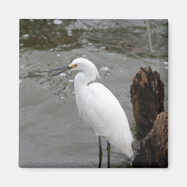 Aimant Chanter Snowy Egret (Devant)