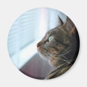 Aimant Chaque Kitty contemple dehors
