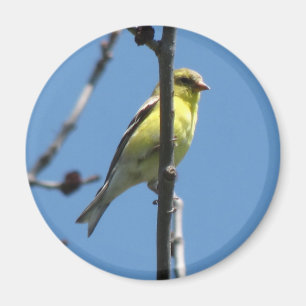 Aimant Chardonneret dans un arbre