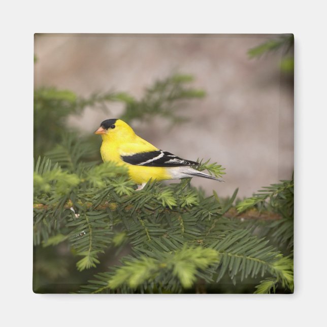 Aimant Chardonneret jaune mâle dans un arbre (Devant)