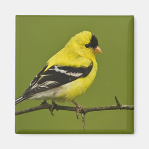 Aimant Chardonneret jaune mâle en plumage nuptial,
