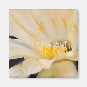 Aimant Charlemagne Echinopsis en fleurs