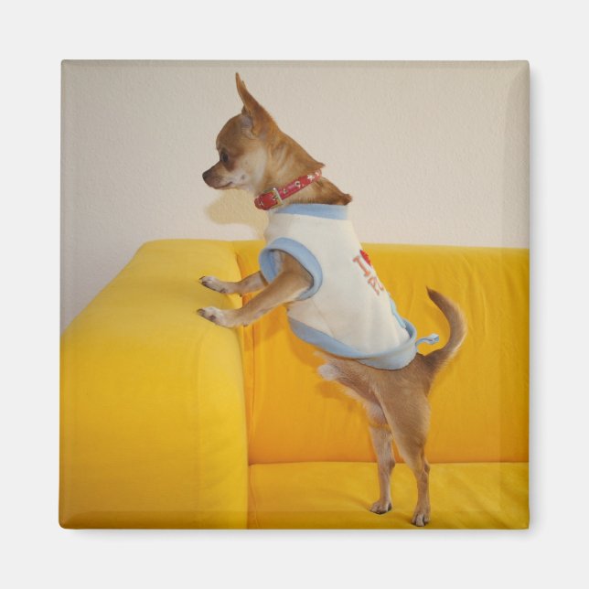 Aimant Charlie Chihuahua (Devant)