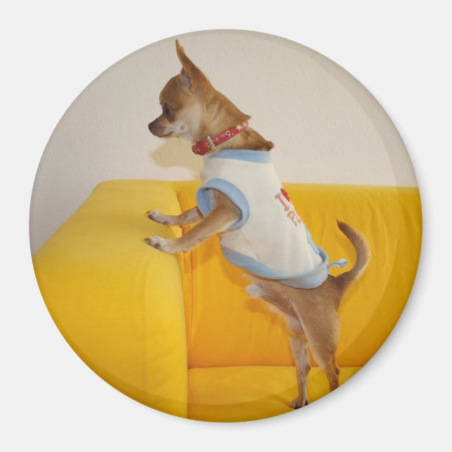 Aimant Charlie Chihuahua (Devant)