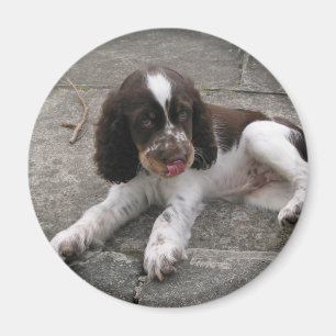 Aimant Charlie Le Springer !