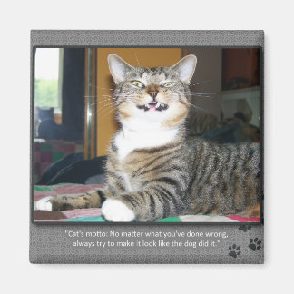 Aimant Chat accuse le chien