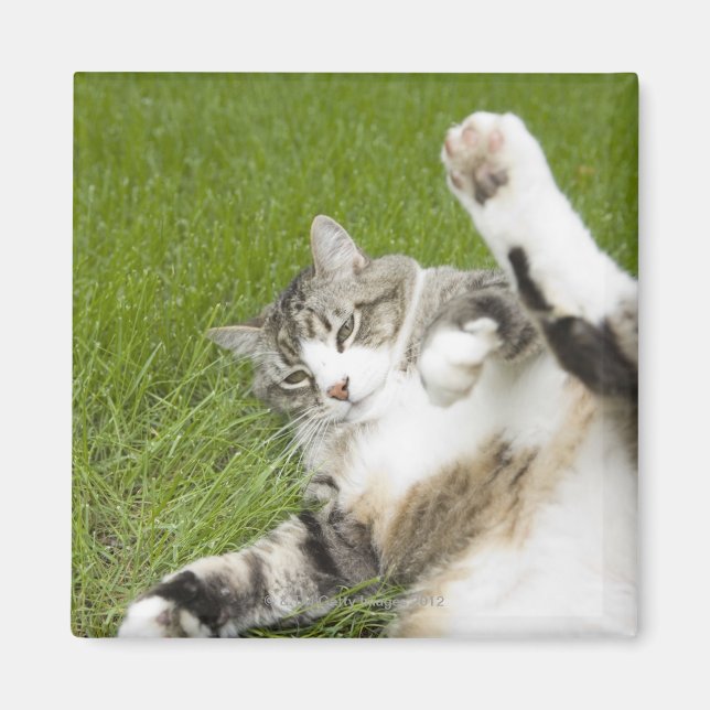 Aimant Chat allongé sur l'herbe, gros plan (Devant)