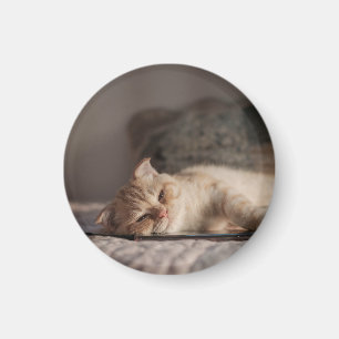 Aimant Chat, Animal De Compagnie, Kitten
