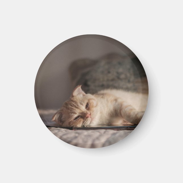 Aimant Chat, Animal De Compagnie, Kitten (Devant)