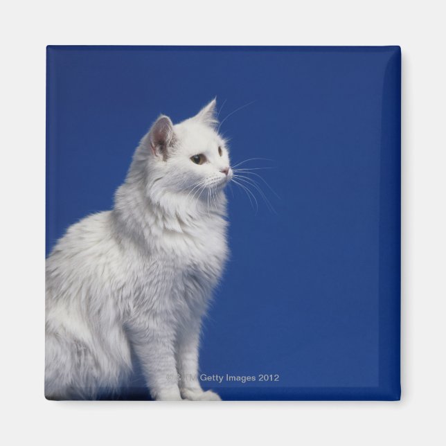 Aimant Chat assis contre l'arrière - plan bleu (Devant)
