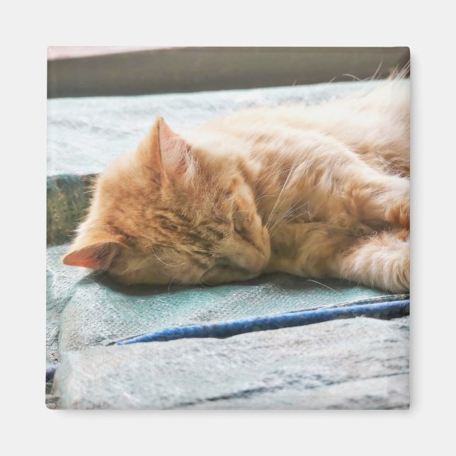 Aimant Chat au gingembre Longhé (Devant)