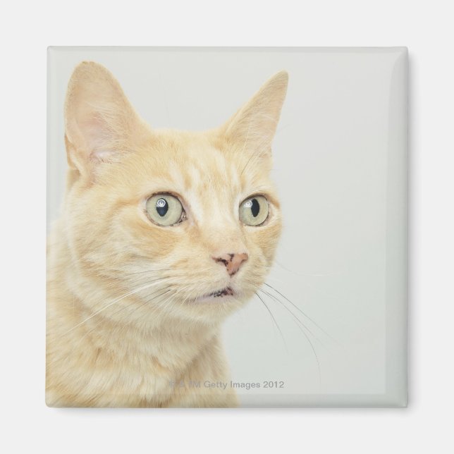 Aimant Chat avec les yeux ouverts (Devant)