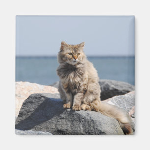 Aimant Chat balayé par le vent au bord de la mer Photo mi