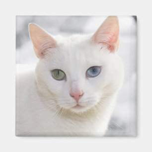 Aimant chat blanc aux yeux étranges