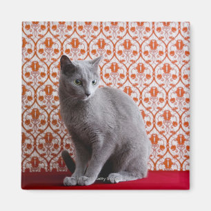 Aimant Chat (bleu russe) et arrière - plan de papier