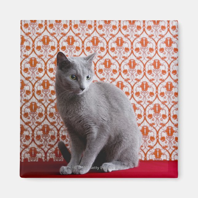 Aimant Chat (bleu russe) et papier peint arrière - plan (Devant)