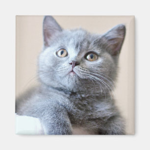 Aimant Chat britannique gris de Shorthair