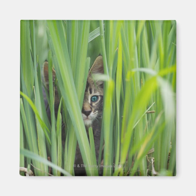 Aimant Chat caché dans l'herbe (Devant)