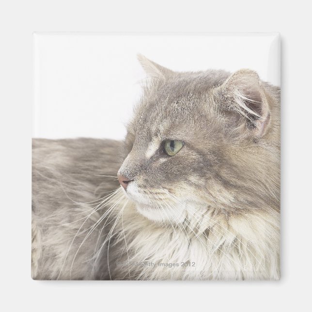 Aimant Chat couché (Devant)