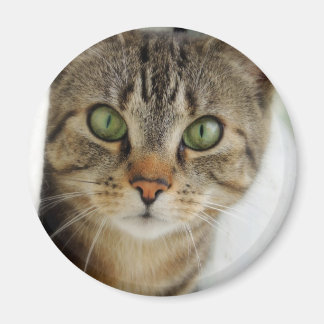 Aimant chat curieux