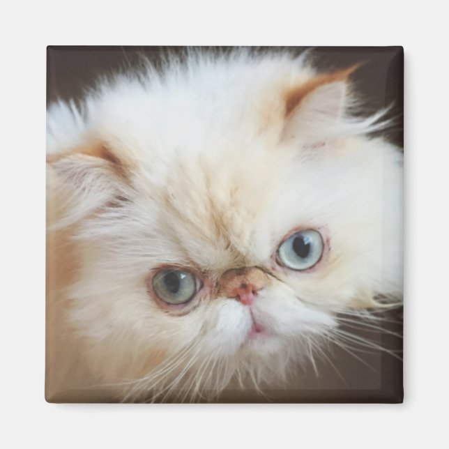 Aimant Chat Dans Une Boîte (Devant)