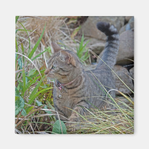 Aimant Chat de chasse