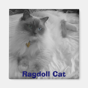 Aimant Chat de Ragdoll