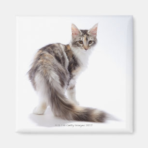Aimant Chat de ragondin du Maine