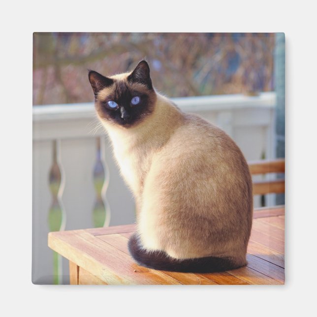Aimant Chat de Siamese (Devant)